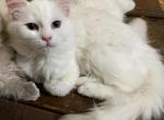 Rosa - Ragdoll Kitten For Sale - NY, US