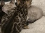 Xena - Bengal Kitten For Sale - New York, NY, US