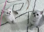 British short hair litter Sanrio - British Shorthair Kitten For Sale - San Diego, CA, US