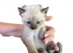 SIAMESE Kittens - Siamese Kitten For Sale - 