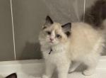 Oliver 2 - Ragdoll Kitten For Sale - Midland, NC, US