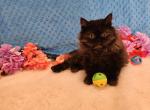 Black Persian Kitten - Persian Cat For Sale - Lake Mary, FL, US