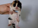 Cfa registered calico - Persian Kitten For Sale - Woodburn, IN, US