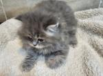 Brownie - Himalayan Kitten For Sale - Garland, TX, US