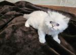 Tabby - Himalayan Kitten For Sale - Garland, TX, US