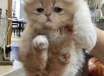 Inky - Himalayan Kitten For Sale - Garland, TX, US