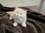 Marbles - Himalayan Kitten For Sale - Garland, TX, US