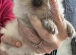 Talia and Gucci - Ragdoll Kitten For Sale - Oklahoma City, OK, US
