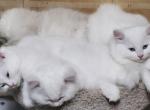 Ragdoll male and female - Ragdoll Kitten For Sale - Indian Trail, NC, US