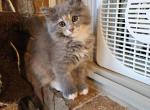 Hana - Ragdoll Kitten For Sale - Dallas, TX, US