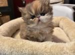 Long hair calico female - Persian Kitten For Sale - Dornsife, PA, US