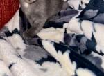 C - American Shorthair Kitten For Sale - Catasauqua, PA, US