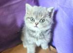 Hailey - Scottish Fold Kitten For Sale - New York, NY, US