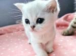 Bella - British Shorthair Kitten For Sale - New York, NY, US