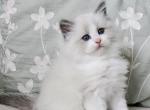 Afroditedolls Charles - Ragdoll Kitten For Sale - Bradenton, FL, US