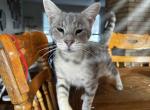 Margo - Savannah Cat For Sale - Helena, MT, US