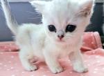Sofia - British Shorthair Kitten For Sale - New York, NY, US