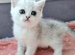 Donna - British Shorthair Kitten For Sale - New York, NY, US