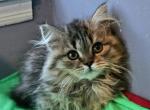Marissa - British Shorthair Kitten For Sale - New York, NY, US