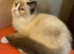Buster - Ragdoll Kitten For Sale - 