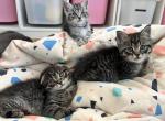 Ralphie Dottie and Harris litter - Munchkin Kitten For Sale - Helena, MT, US