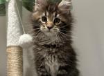 Ezra - Maine Coon Kitten For Sale - Ocala, FL, US