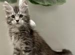 Chloe - Maine Coon Kitten For Sale - Ocala, FL, US