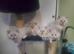 Purebred Siberian kittens - Siberian Kitten For Sale - Bellingham, WA, US