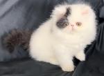 Phantom - Exotic Kitten For Sale - Syracuse, NY, US