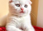 1 - Scottish Fold Kitten For Sale - WA, US
