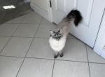 Felinaa - Siberian Cat For Sale - 