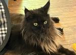 SMOKE MAINE COON FEMALE IMPORT RETIRED SPAYED - Maine Coon Cat For Sale/Retired Breeding - Warren, OH, US