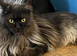 SMOKE MAINE COON FEMALE IMPORT RETIRED SPAYED - Maine Coon Cat For Sale/Retired Breeding - 