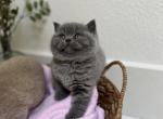 June - British Shorthair Kitten For Sale - Battle Ground, WA, US