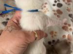 Abu X Zira - Oriental Kitten For Sale - Wellsville, OH, US