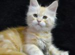 Maine Coon EZ Epifan - Maine Coon Kitten For Sale - Brooklyn, NY, US