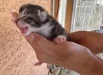 Oricat kitten - Ocicat Kitten For Sale
