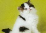 Beauty Scottish - Scottish Straight Kitten For Sale - Brooklyn, NY, US