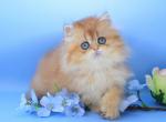 Hanna British - British Shorthair Kitten For Sale - Manorville, NY, US