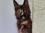 Monica - Maine Coon Kitten For Sale - Charlotte, NC, US