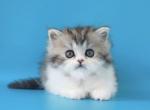 Winnie Scottish - Scottish Straight Kitten For Sale - New York, NY, US