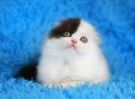 Bounty Scottish - Scottish Fold Kitten For Sale - New York, NY, US