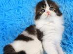 Bohemia Scottish - Scottish Fold Kitten For Sale - New York, NY, US