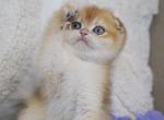 Romeo Scottish - Scottish Fold Kitten For Sale - New York, NY, US