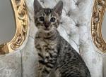 Collin - Bengal Kitten For Sale - IL, US