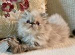 Bonnie - Himalayan Kitten For Sale - 