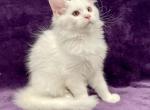 McCloud - Maine Coon Kitten For Sale - Bryn Athyn, PA, US