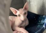 Eleanor - Sphynx Cat For Sale - Miami, FL, US