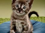 Lumis snow litter - Bengal Kitten For Sale - Corona, CA, US