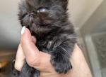 Black Persian boy - Persian Kitten For Sale - Ephrata, PA, US